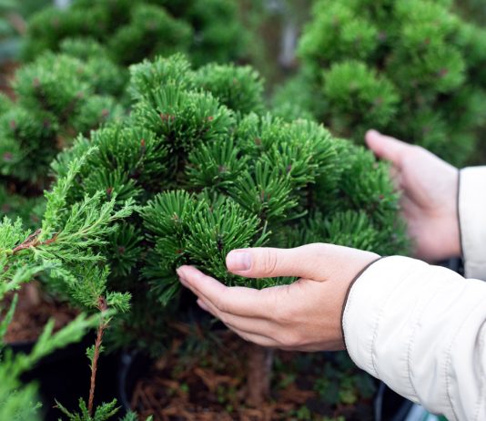 Как продлить жизнь хвойным: правила весенней посадки и основы ухода.