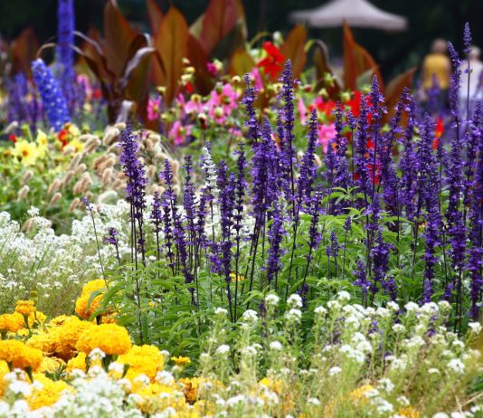 Как создать простой цветник непрерывного цветения - Цветник и ландшафт Как создать простой цветник непрерывного цветения.