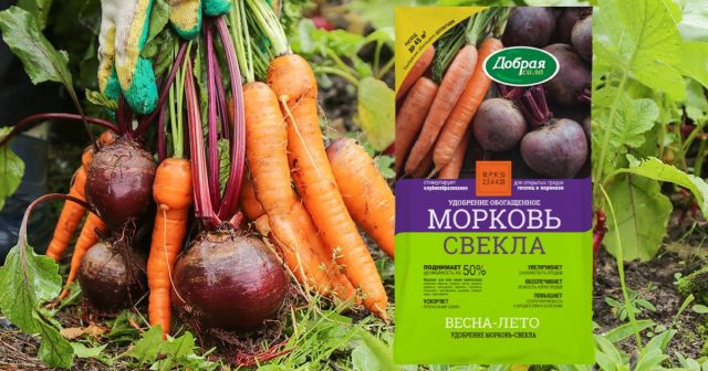 По той же причине нужно постараться ускорить рост моркови в начале вегетации, например, внесением под посев удобрения Морковь-Свекла Добрая сила. По той же причине нужно постараться ускорить рост моркови в начале вегетации, например, внесением под посев удобрения Морковь-Свекла Добрая сила.