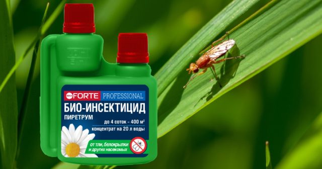 Лучшие инсектициды от морковной мухи – это натуральные средства, тем более, обработка может понадобиться близко к срокам уборки урожая. К таким относится концентрат от насекомых Bona Forte. Лучшие инсектициды от морковной мухи – это натуральные средства, тем более, обработка может понадобиться близко к срокам уборки урожая. К таким относится концентрат от насекомых Bona Forte.