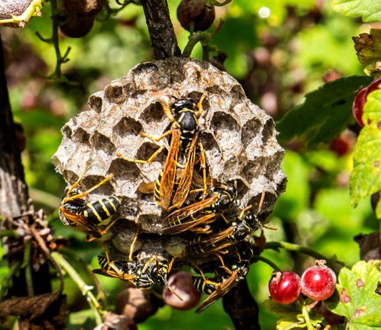 Как уничтожить осиное гнездо на даче.