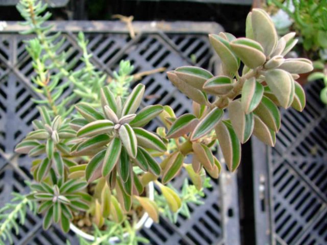 Похожий характер роста имеет пеперомия асперула (Peperomia asperula). Похожий характер роста имеет пеперомия асперула (Peperomia asperula).
