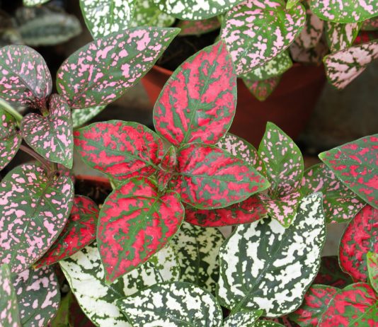 Комнатные растения, с которыми у вас не будет проблем.