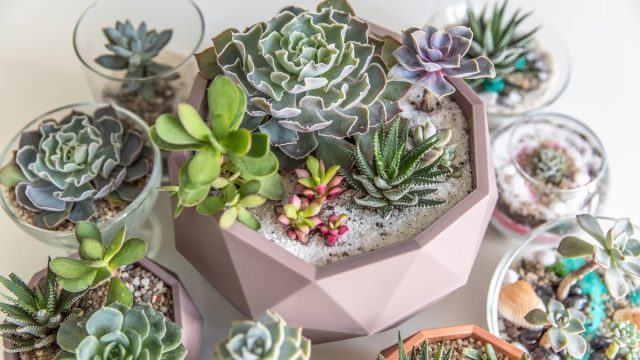 Суккуленты и кактусы отлично подходят для тех, кто забывает поливать растения или хочет «зелень», не требующую особого ухода.