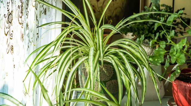Хлорофитум (Chlorophytum comosum) можно назвать одними из самых простых в выращивании цветов.