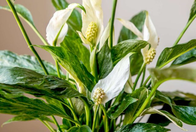 Поскольку спатифиллумы (Spathiphyllum), или мирные лилии предпочитают непрямое, слабое или среднее освещение, они идеально подходят для тенистых мест.