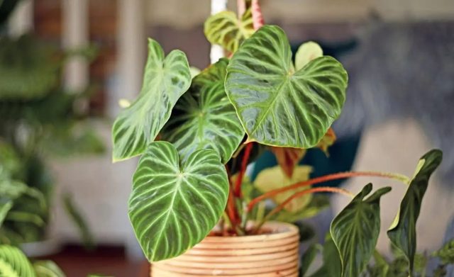 Филодендроны (Philodendron), известные своей неприхотливостью, будут процветать в помещении, если дать им достаточное количество освещения и воды.