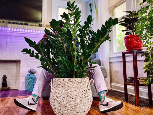 От природы блестящие листья замиокулькаса (Zamioculcas zamiifolia) не требуют больших усилий для поддержания привлекательного вида.