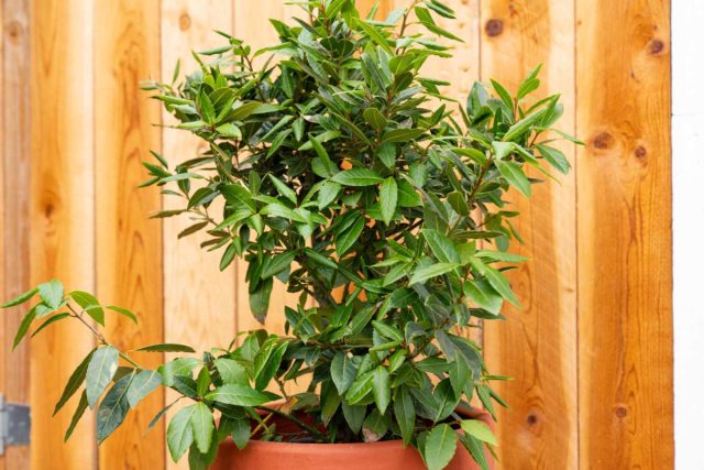 Листья лавра (Laurus nobilis) зеленые и блестящие круглый год. Даже в разгар зимы это дерево будет обеспечивать чудесный островок зелени в доме.