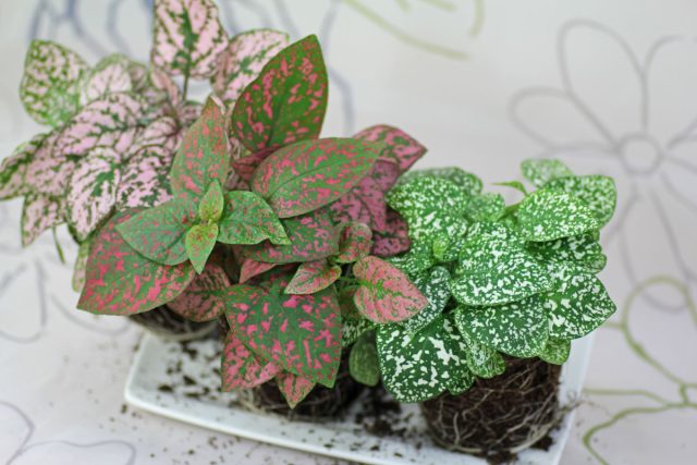 Гипоэстес (Hypoestes phyllostachya) - очаровательное маленькое декоративнолиственное растение с веселыми розовыми крапинками на темно-зеленых листьях.