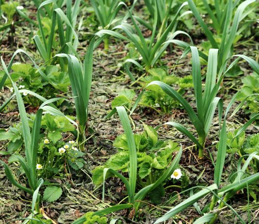 Лучшие и худшие компаньоны клубники — ускоряем созревание ягод.