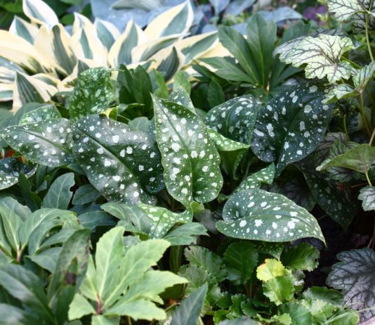 Лучшие вариегатные растения для тенистого сада.