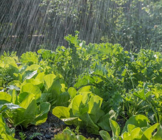 Опасность избыточной влажности: защищаем сад и огород от болезней.