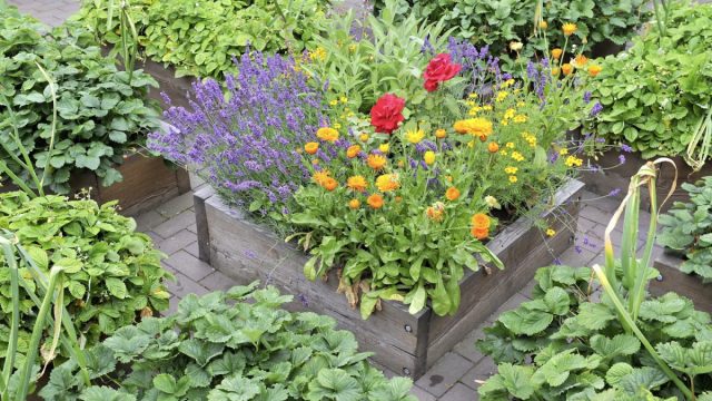 Ноготки, или календула (Calendula officinalis) также отлично подходит для привлечения различных опылителей и хищных насекомых.