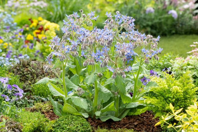 Огуречник (Borago officinalis) — один из любимых цветов у пчел, к тому же съедобен для людей.