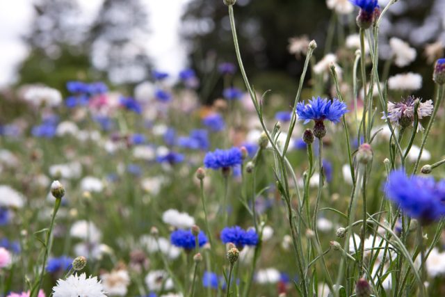 Василек (Centaurea cyanus) — один из красивых и полезных примеров. Как и огуречник, он прекрасный источник нектара для пчел.