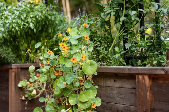 Настурции (Tropaeolum majus) бывают кустовыми и плетистыми, но в любом случае очень полезны в огороде, поскольку становятся отличной ловушкой для определенных вредителей и привлекают полезные виды.