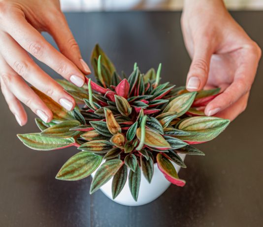 Разнообразие форм и окрасок пеперомий — о самых интересных сортах и видах