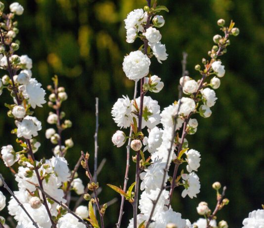 Прививки на плодовые: не только вкусно, но и красиво - Цветник и ландшафт Прививки на плодовые: не только вкусно, но и красиво.