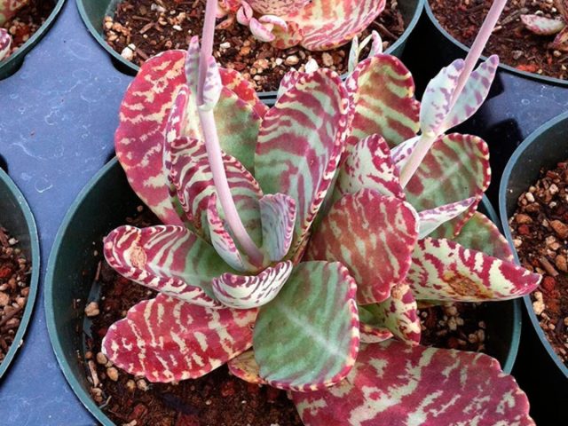 Ещё один вид каланхоэ с нетипичной окраской — каланхоэ приземистое (Kalanchoe humilis).