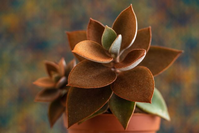 Каланхоэ Оргиалис (Kalanchoe orgyalis) иначе называют каланхоэ таинственное. Небольшой кустик вырастает до полуметра.