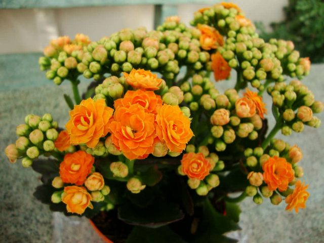 Каланхоэ Блоссфельда (Kalanchoe blossfeldiana) — это обильно и продолжительно цветущее растение, чьи маленькие цветки собираются в небольшие соцветия-зонтики над волнистыми по краям листьями.