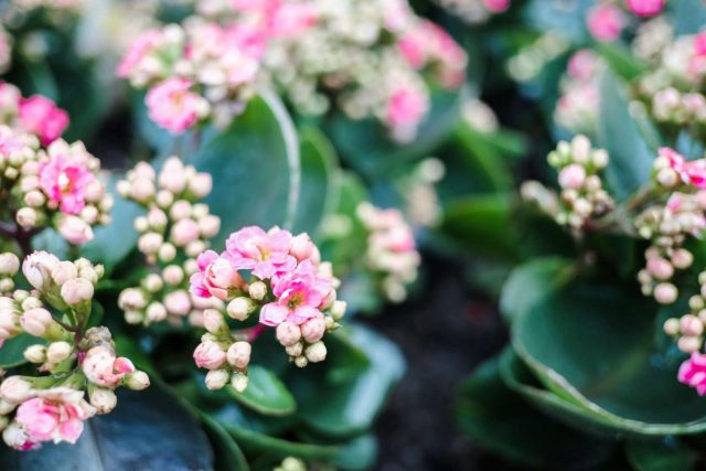 Каланхоэ каландива (Kalanchoe calandiva) — это коммерческий гибрид Блоссфельда, который цветёт дольше и обильнее.