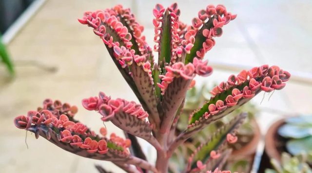 Каланхоэ Дегремона (Kalanchoe daigremontiana), которое называют иногда комнатным доктором и вторым женьшенем, — более массивный родственник.