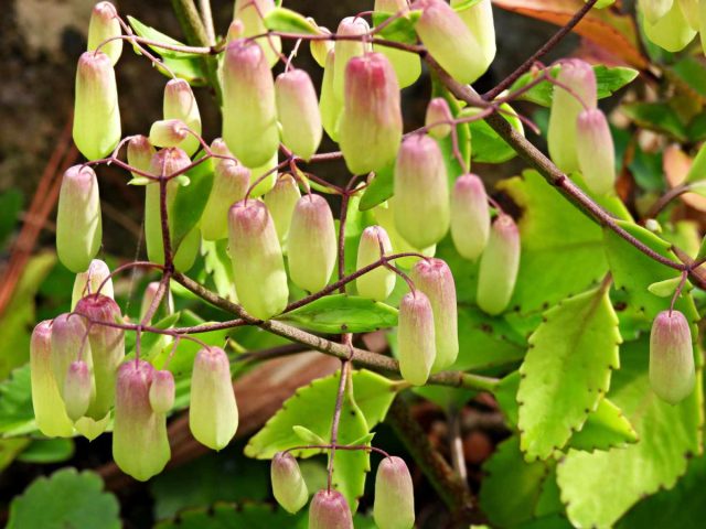 Каланхоэ перистое (Kalanchoe pinnata) — ещё один метровый комнатный гигант с мясистым стеблем.