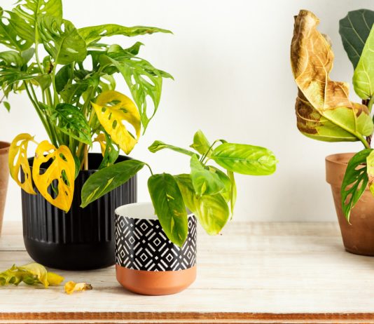 Стресс от жары: спасаем комнатные растения от летнего зноя - Красивоцветущие Стресс от жары: спасаем комнатные растения от летнего зноя.