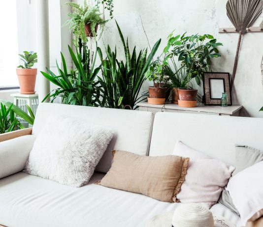 Тренды комнатного цветоводства в 2025 году.