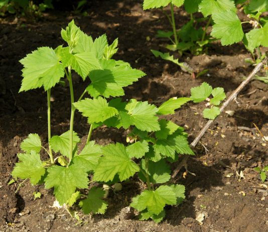 Все правила размножения смородины отводками.