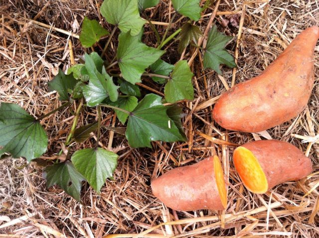 Как и листья кабачков, зеленые побеги батата (Ipomoea batatas) успешно используют в качестве альтернативы шпинату. Как и листья кабачков, зеленые побеги батата (Ipomoea batatas) успешно используют в качестве альтернативы шпинату.