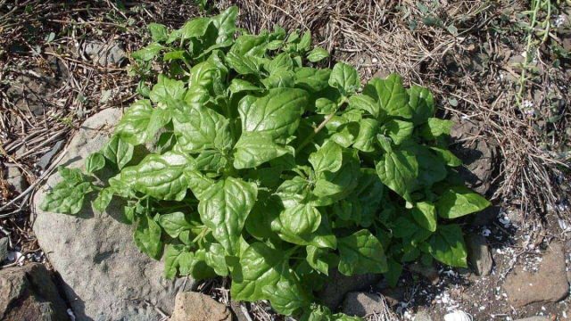 Тетрагония тетрагониовидная (Tetragonia tetragonioides) вынослива, низкоросла и идеально подходит в качестве почвопокровного растения. Тетрагония тетрагониовидная (Tetragonia tetragonioides) вынослива, низкоросла и идеально подходит в качестве почвопокровного растения.