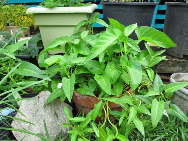 Ипомея водная (Ipomoea aquatica) хорошо растет как в почве, так и в воде, поскольку это полуводное растение, требующее постоянной влажности субстрата. Ипомея водная (Ipomoea aquatica) хорошо растет как в почве, так и в воде, поскольку это полуводное растение, требующее постоянной влажности субстрата.