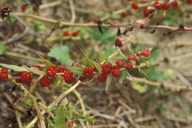 Одно из названий растения — земляничный шпинат (Blitum virgatum), потому что гроздья плодов очень похожи на клубнику. Одно из названий растения — земляничный шпинат (Blitum virgatum), потому что гроздья плодов очень похожи на клубнику.
