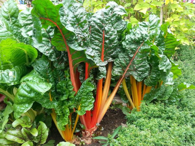 Швейцарский мангольд (Beta vulgaris) известен яркими черешками и морщинистыми листьями, напоминающими свекольную ботву. Швейцарский мангольд (Beta vulgaris) известен яркими черешками и морщинистыми листьями, напоминающими свекольную ботву.