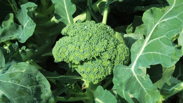 Листовая капуста (Brassica oleracea) — одна из лучших листовых зеленых культур, которую легко выращивать в теплом климате. Листовая капуста (Brassica oleracea) — одна из лучших листовых зеленых культур, которую легко выращивать в теплом климате.