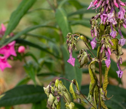 Болезни флоксов: как правильно определить и как с ними справиться.