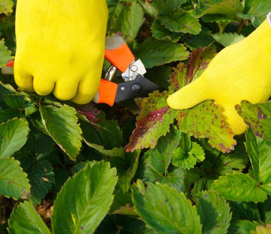 Болезни клубники: чем обработать ягодный кустарник после плодоношения - Ягодник Болезни клубники: чем обработать ягодный кустарник после плодоношения.