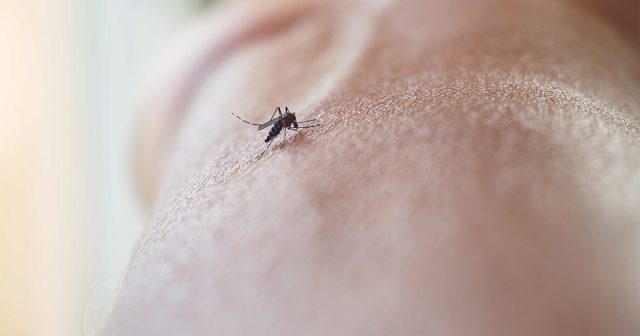 Частый душ позволяет на время замаскировать запахи, но, конечно, не делает вас настоящим «невидимкой» для комаров. Частый душ позволяет на время замаскировать запахи, но, конечно, не делает вас настоящим «невидимкой» для комаров.
