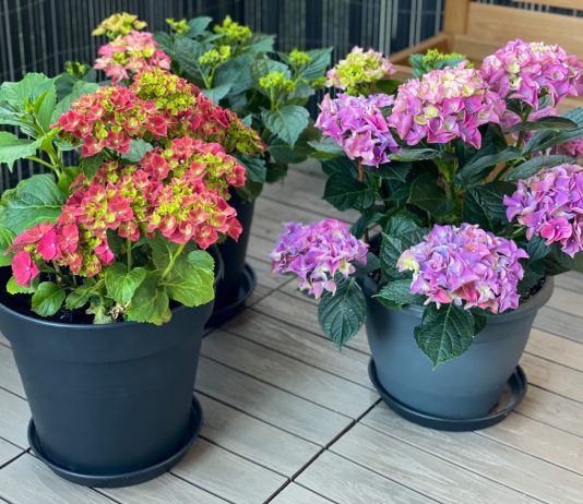 Цветущие гортензии из магазина обречены — что можно сделать.