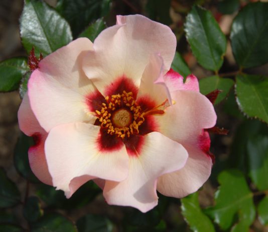 Гультемия, или роза персидская: лучший вариант для засушливых регионов - Цветы многолетние Гультемия, или роза персидская: лучший вариант для засушливых регионов.