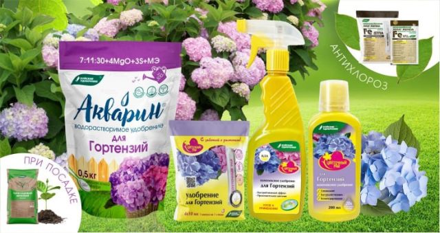 А с «Буйскими удобрениями» выращивание капризных гортензий будет более лёгким и предсказуемым. А с «Буйскими удобрениями» выращивание капризных гортензий будет более лёгким и предсказуемым.