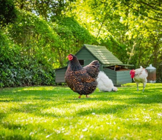 Как спасти птицу от жары? Создаём комфорт в птичнике летом.