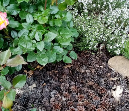 Как я училась мульчировать: эксперименты и результаты из личного опыта - Цветник и ландшафт Как я училась мульчировать: эксперименты и результаты из личного опыта.