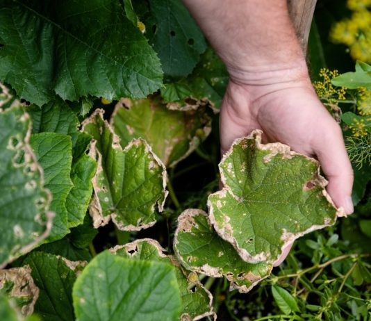 Как защитить весь дачный участок от большинства вредителей.