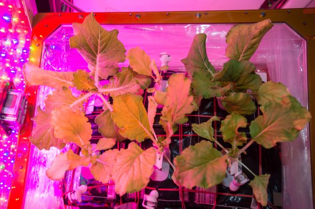 На МКС расположен экспериментальный космический сад "Veggie", где устроили компактную систему выращивания овощей и фруктов.