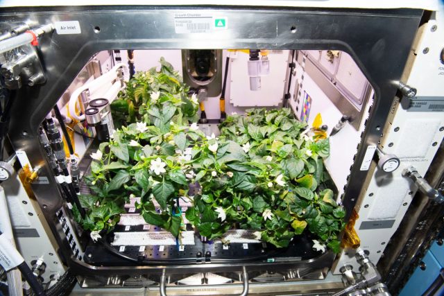 Есть и другой модуль, названный "APH" или "Advanced Planet Habitat", специальная камера для выращивания растений на борту всё той же МКС.