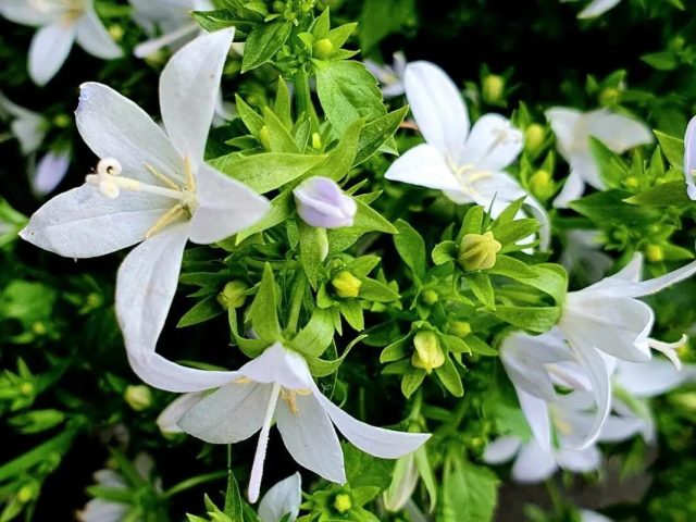 Обычно для выращивания дома выбирают кампанулу равнолистную (Campanula isophylla), уроженку Средиземноморья. Обычно для выращивания дома выбирают кампанулу равнолистную (Campanula isophylla), уроженку Средиземноморья.